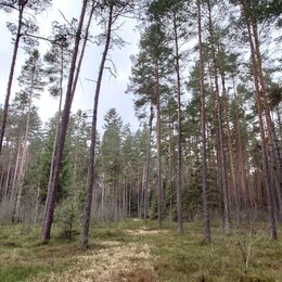 Lesní pozemky, Zborov